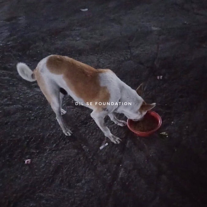 dilseorg's tweet photo. Team Dil Se Foundation feeds stray animals everyday.

#servingispraising 
#dilsefoundation #indiedogs #helpstrays #helpindiedogs #eachonefeedone #helpstraydogs #indie #cutedogs #humanity #kindness #beinghooman #pawsitive #pawsitivity #india #mumbai https://t.co/2GE6jvIx80