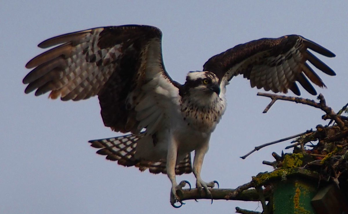 @janemzhu Hope you get some relief soon! We need our PCPs un-burned out.  Here's a picture of a wood duck from Forest Grove and the Osprey raising its chicks above him: