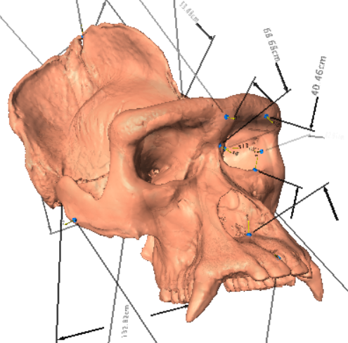 Divypithecus's tweet image. #guessthehominid