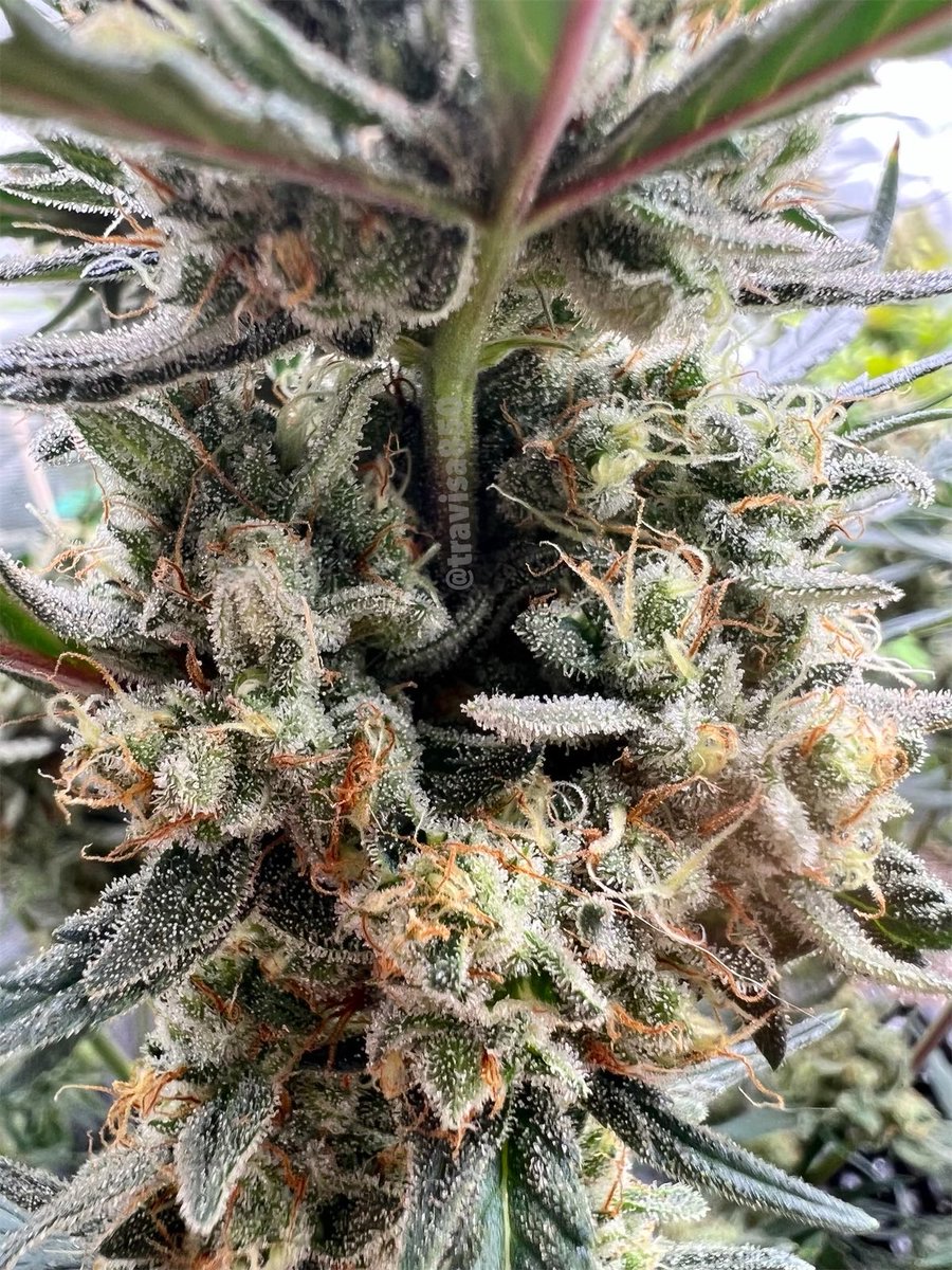 travisa850's tweet photo. Tropicana 🍪’s from @Fast_Buds
#NextRunnerUp
#Mmemberville #StonerFam #CannabisCommunity #JGYO https://t.co/UIrbZ6ABFS