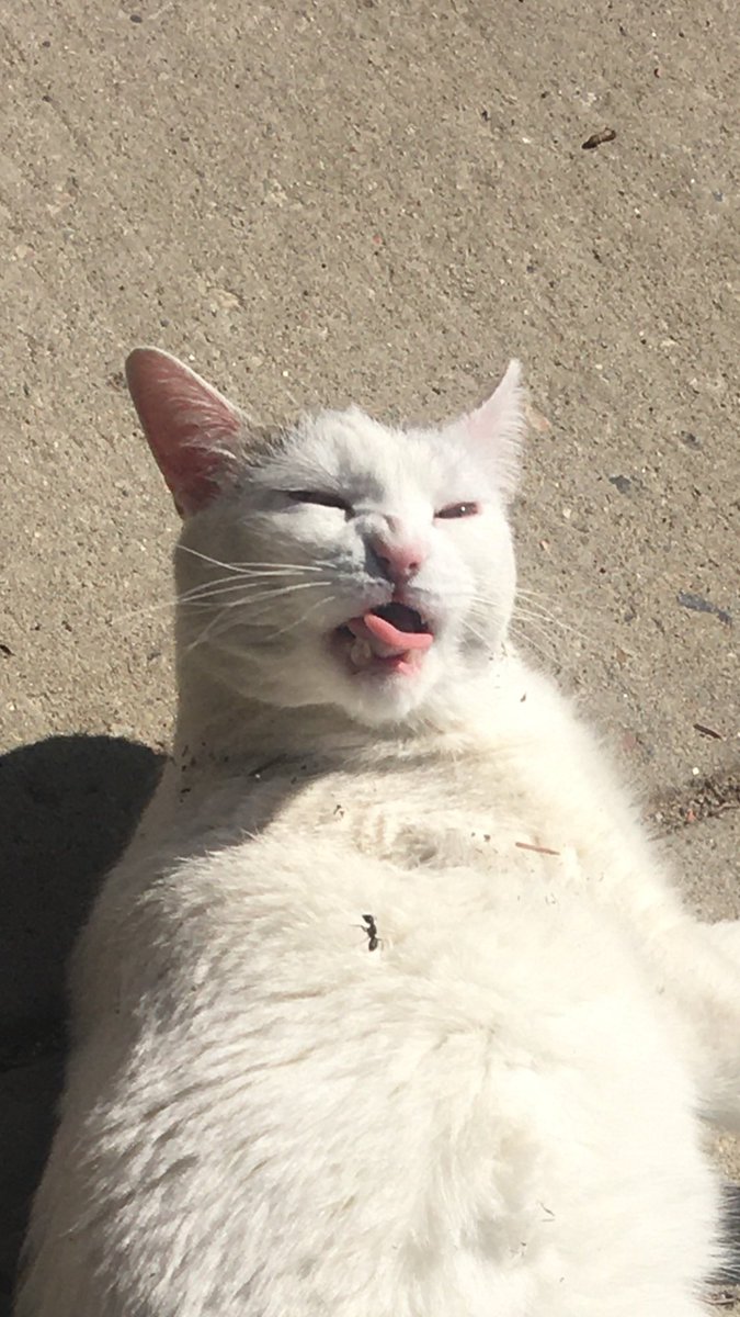 Colleen Yoshida tweet media