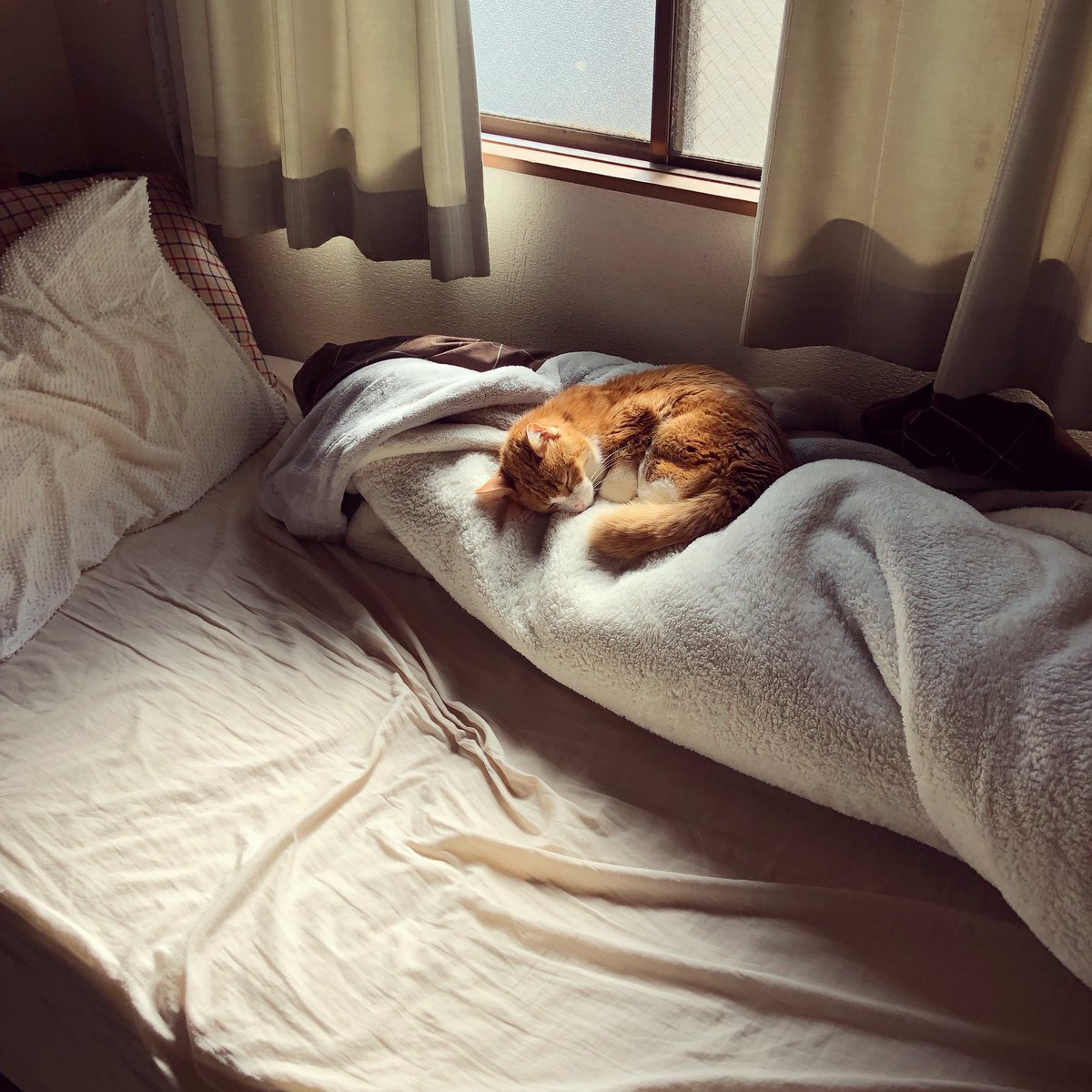 「人が起きた時のままの布団で眠る猫。 」|たじま なおとのイラスト