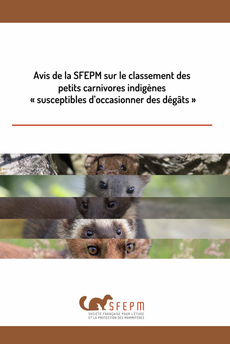 sosbiodiversite's tweet photo. La #SFEPM demande le retrait de la liste des nuisibles de 5 petits carnivores : 
belette, fouine, marte, putois et renard roux 🦊
Elle met en avant leur rôle crucial dans la biodiversité.
👉🏽 https://t.co/xIlVGel6VA https://t.co/4iNjZ8nkcl