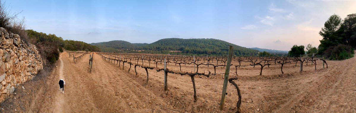 JordiEroles's tweet image. #Ribes #RibesDelGarraf #SantPereDeRibes #Garraf #MarinaDelPenedès #PassejadesDeTarda