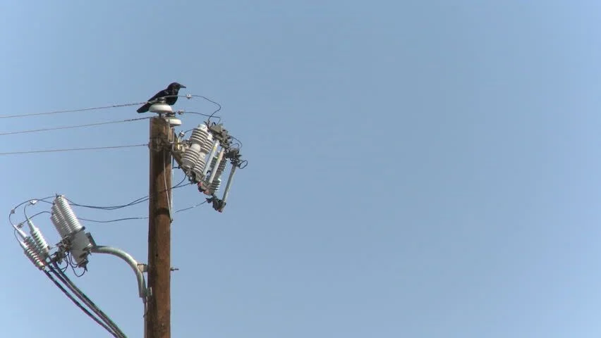 jsabonr's tweet photo. As recent as '21, ravens were still a target for lethal management of their population, for protecting Sage-Grouse birds, but it's dubious as to how effective this method is - is it enough to justify killing living and thinking beings?
Details: https://t.co/w9Rximh8EP
#39canimals https://t.co/NjsY2GtdHS