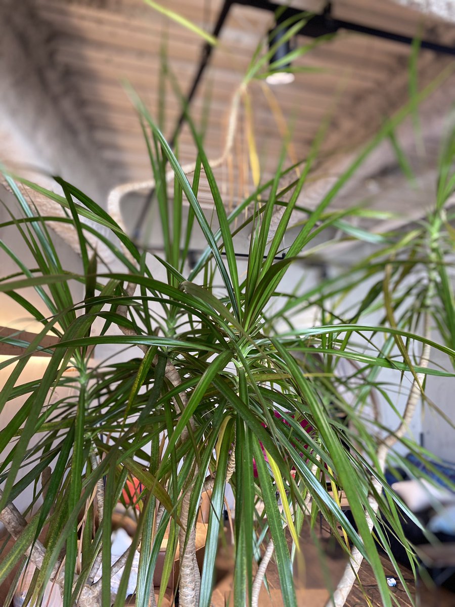 サラーサ本日もオープンしています。
よろしくお願いします。