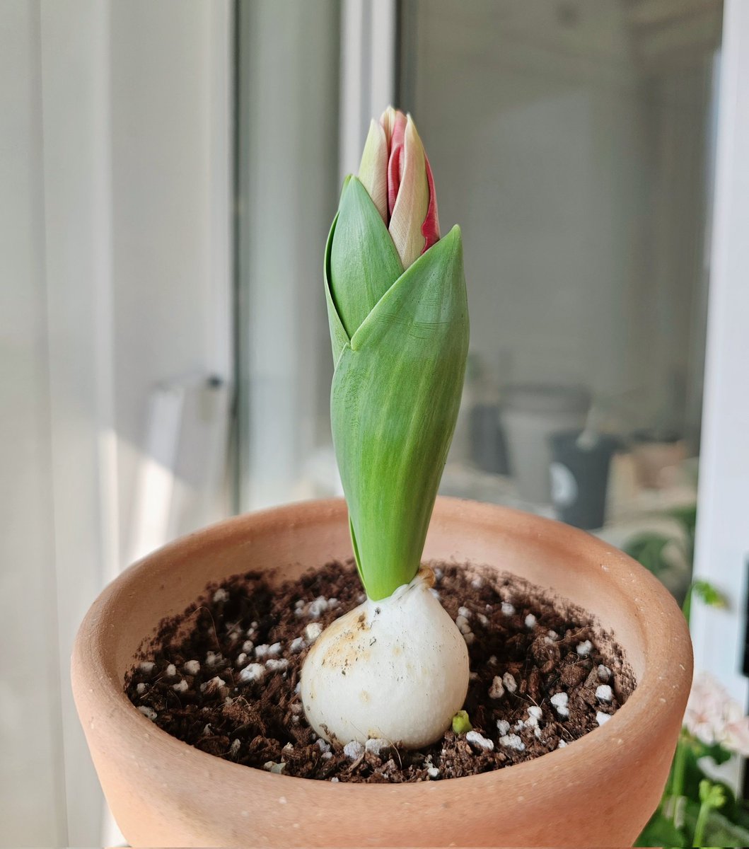 핑크 튤립~🌷🌷
찰떡일거 같아요~