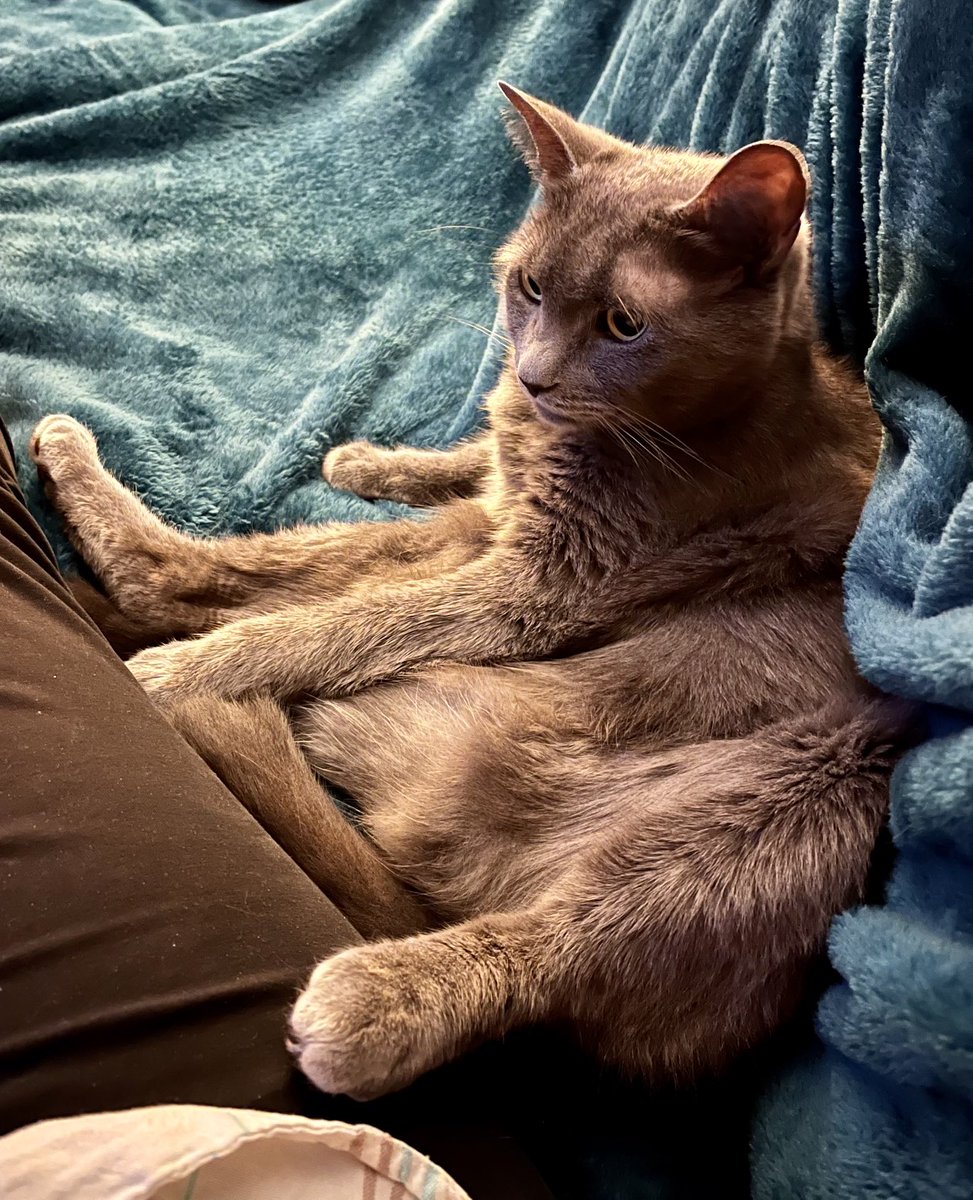 katemuses's tweet photo. Necho watching TV with me after first using me as a prop to take a half hour bath…I love cats😻 https://t.co/n5koGCG2DD