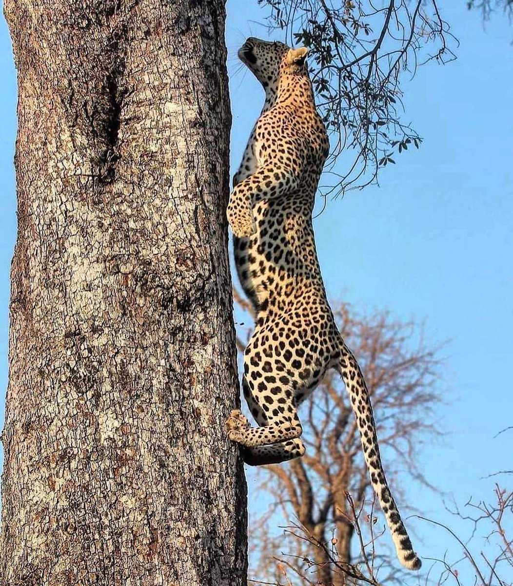 Spotted Beauty Defies Gravity like a Boss!😍
Stunning capture by #wildographer, conservation pilot & super guide @liamburr_wildlife 

#Wildography #leopard #liamburr_wildlife #liamburrough #wildographyandsafaris
