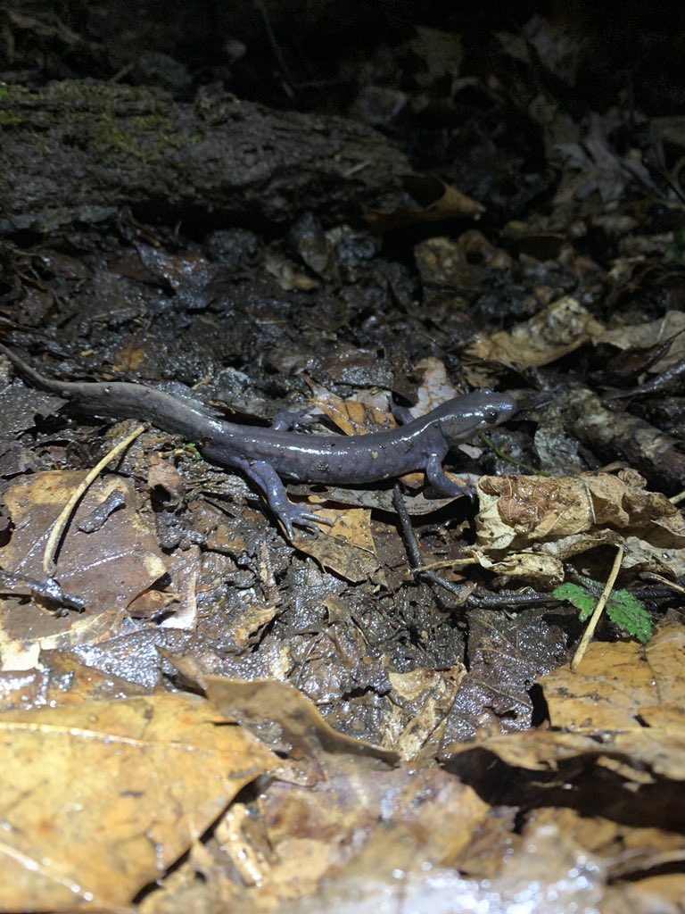 #Herpetology Lifelist 108: Jefferson Salamander (A. jeffersoni)

Another early breeding Ambystomid. Farther north, they contribute to a polyploid unisexual complex with other Ambystomids. Here in Virginia, we’re at the southernmost extent of its range