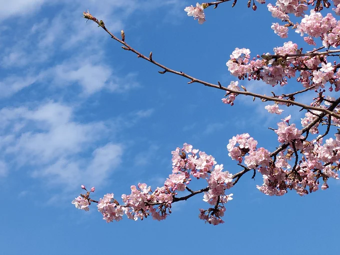 河津桜きれい! 