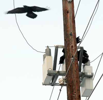jsabonr's tweet photo. Due to poorly executed retrofitting, untold numbers of ravens and birds die from undeserved electrocutions. It is imperative that we ensure our infrastructure holds up to standards so that we can avoid unfair deaths.
Check the research here: https://t.co/vhZPf4NTiN
#39canimals https://t.co/j1KLHi4YAU