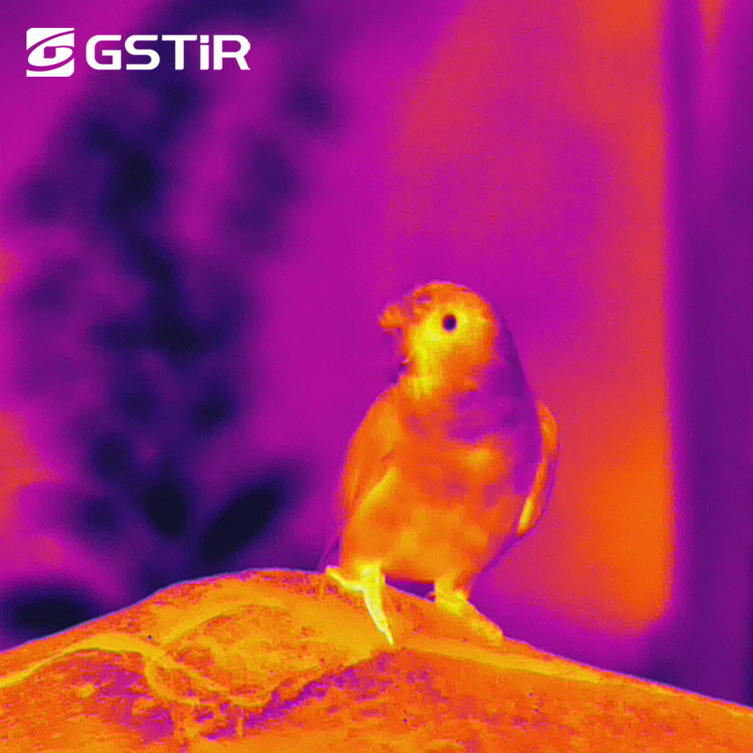 GstInfrared's tweet image. Just want to shoot a bunch of flowers, but you accidentally enters the picture.

#Infrared #ThermalImage #Uncooled #IRDetector #IWAShow2023