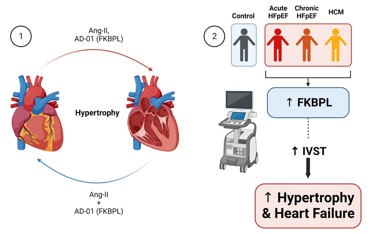 💫💫💫 New article alert on the role of FKBPL in #HFpEF International collaboration on this important topic between @UTS_Science @HRIAust @ucddublin @UniversityOFBel @WWIEM_QUB #universityofnis mdpi.com/2218-273X/13/2… #biomarkers #HCM @Biomol_MDPI