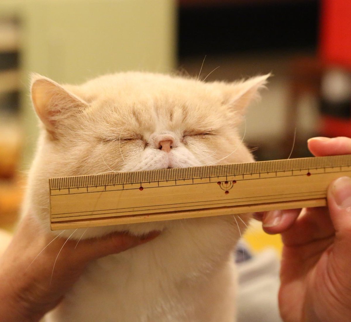 103noa's tweet photo. 計測バニやん…
タテ10.5センチ
ヨコ13センチ
横幅の方が長め

#ねこの日 #猫の日 の次の日
#過去ノアバニはさみます 
パンダちゃんの計測の仕方が斬新で（笑）それでバニも計ってみたんだよね〜
#エキゾチックショートヘア
#ママやめれ

https://t.co/GCf9NE42QE https://t.co/ga540viECn
