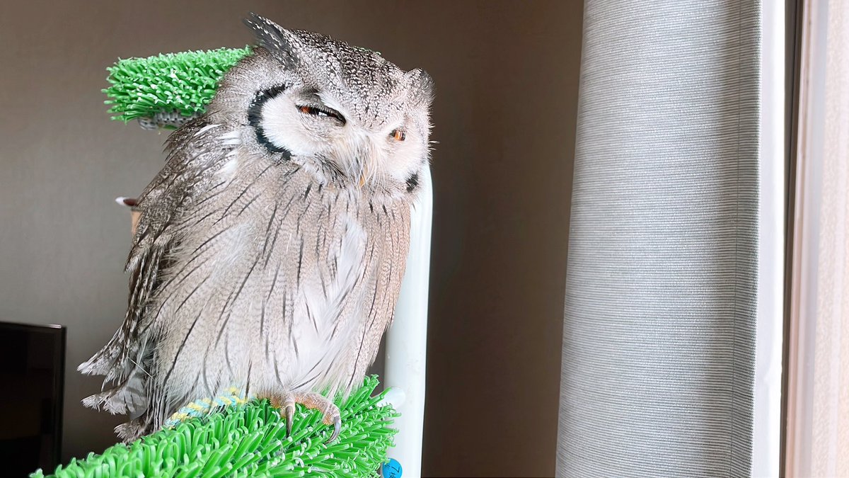 Jiji_owl's tweet photo. 2月23日はじじさんの日！ https://t.co/yXLAr62CtD