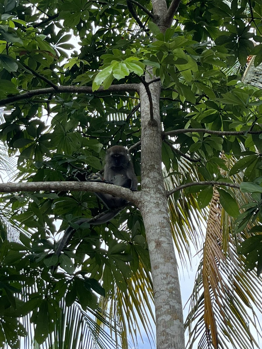 well the most absurd thing happened today a monkey grabbed my antidepressants from my bag, climbed up a tree, ate two and threw it back down on the ground