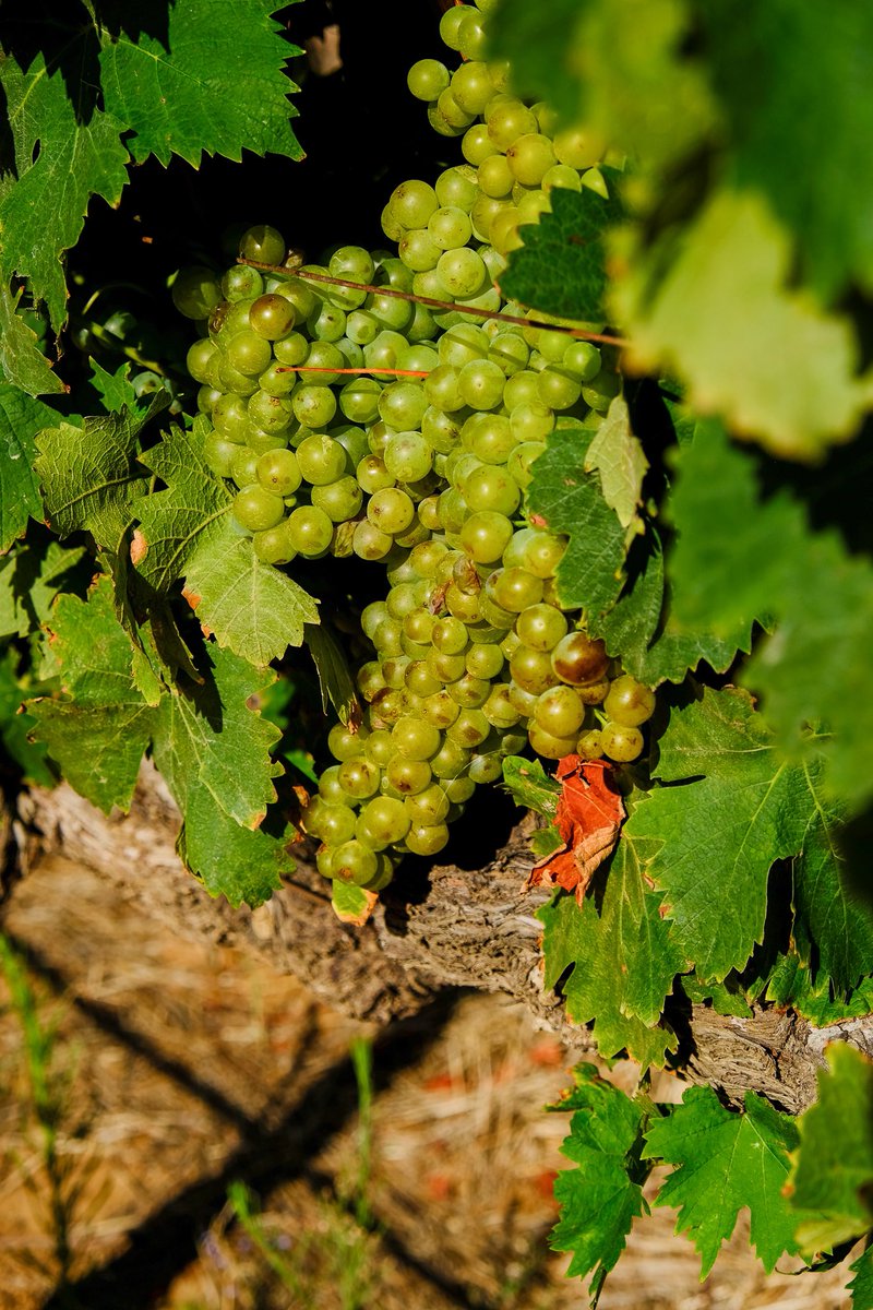 From tiny berries to luscious bunches.
Get ready to toast our natural diversity. #SAWineharvest2023
 
There are many reasons to savour and celebrate South Africa's outstanding wine heritage - including the new harvest!

#HappyBirthdaySAWine
