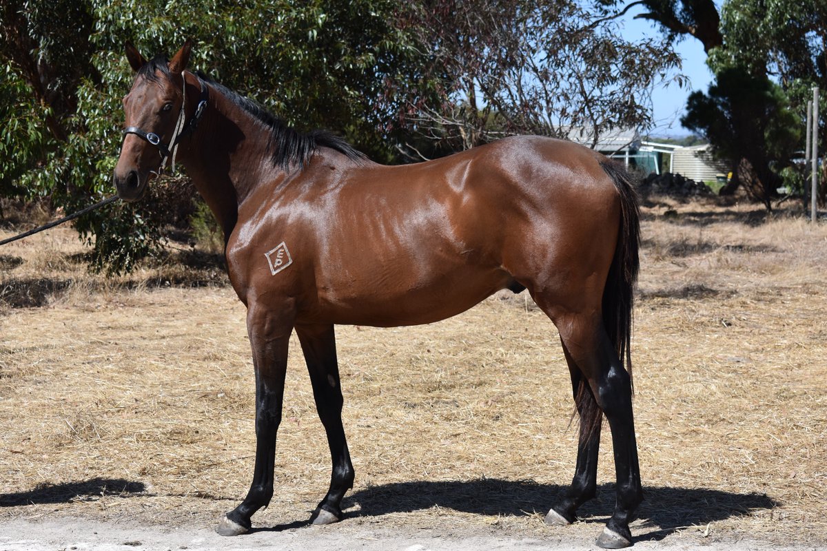 Passed in at Friday’s inaugural Empress Park Stud Racing Prospects For Sale. By Voila Ici
from the female line of Gift Boutique. #TheInevitable
#Onthemarket