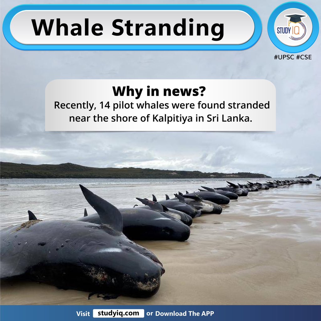 Newspoket's tweet photo. Whale Stranding
#whalestranding #whales #kalpitiya #srilanka #phenomenon #animals #tasmania #newzealand #goldenbay #massachusettscapecod #unitedstates #humanactivities #oceans #noisepollution #navigation #upsc #cse #ips #ias #worldaffairs https://t.co/caVtqUqv39
