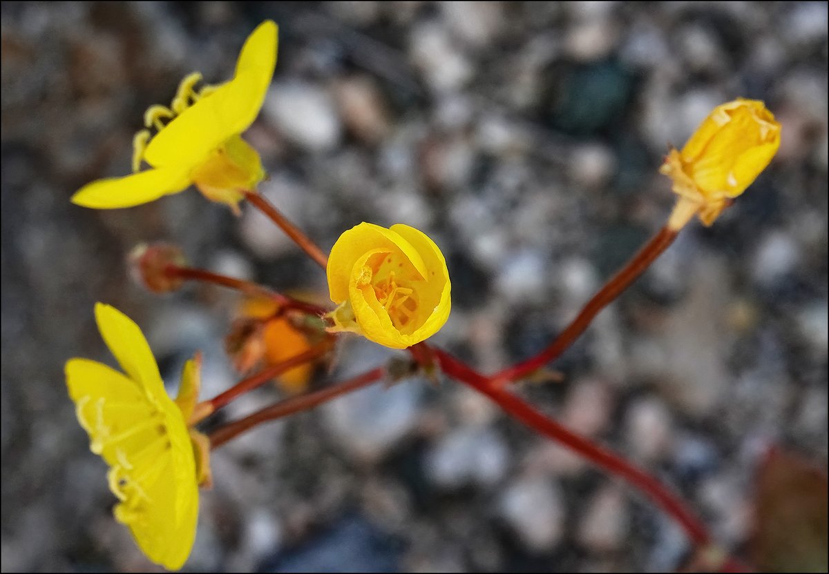 Kevin Drum on Twitter "Lunchtime Photo