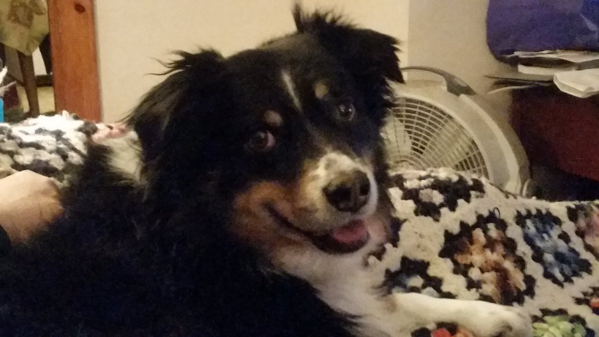 The Reiki Master / Dog Trainer (@mike00145234) on Twitter photo HAPPY BIRTHDAY FINNEGAN turns 16 yrs he's a very wise dog trainer. Taught me well look and listen and watch the dog experience <a href="/LibertyPetCoach/">Liberty Pet Coach</a> HAPPY BIRTHDAY FINNEGAN turns 16 yrs he's a very wise dog trainer. Taught me well look and listen and watch the dog experience <a href="/LibertyPetCoach/">Liberty Pet Coach</a>