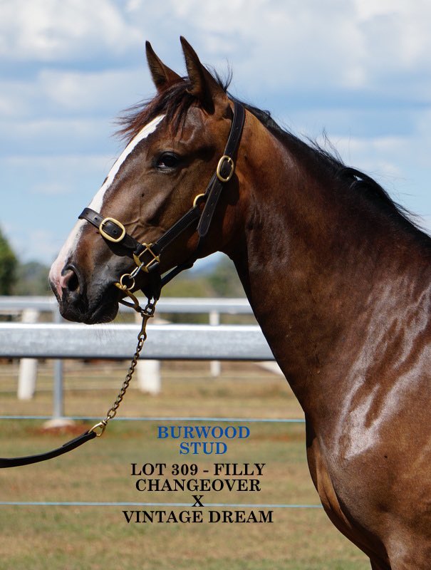 2023 Sunshine Stars Yearling Sale 

Burwood Stud proudly presents…

♦️ Lot 309♦️

Bay Filly: Changeover NZ – Vintage Dream
 
Prepared on behalf of Chris Garrard O.A.M

portal.nutrienequine.com.au/catalogues/67/…
