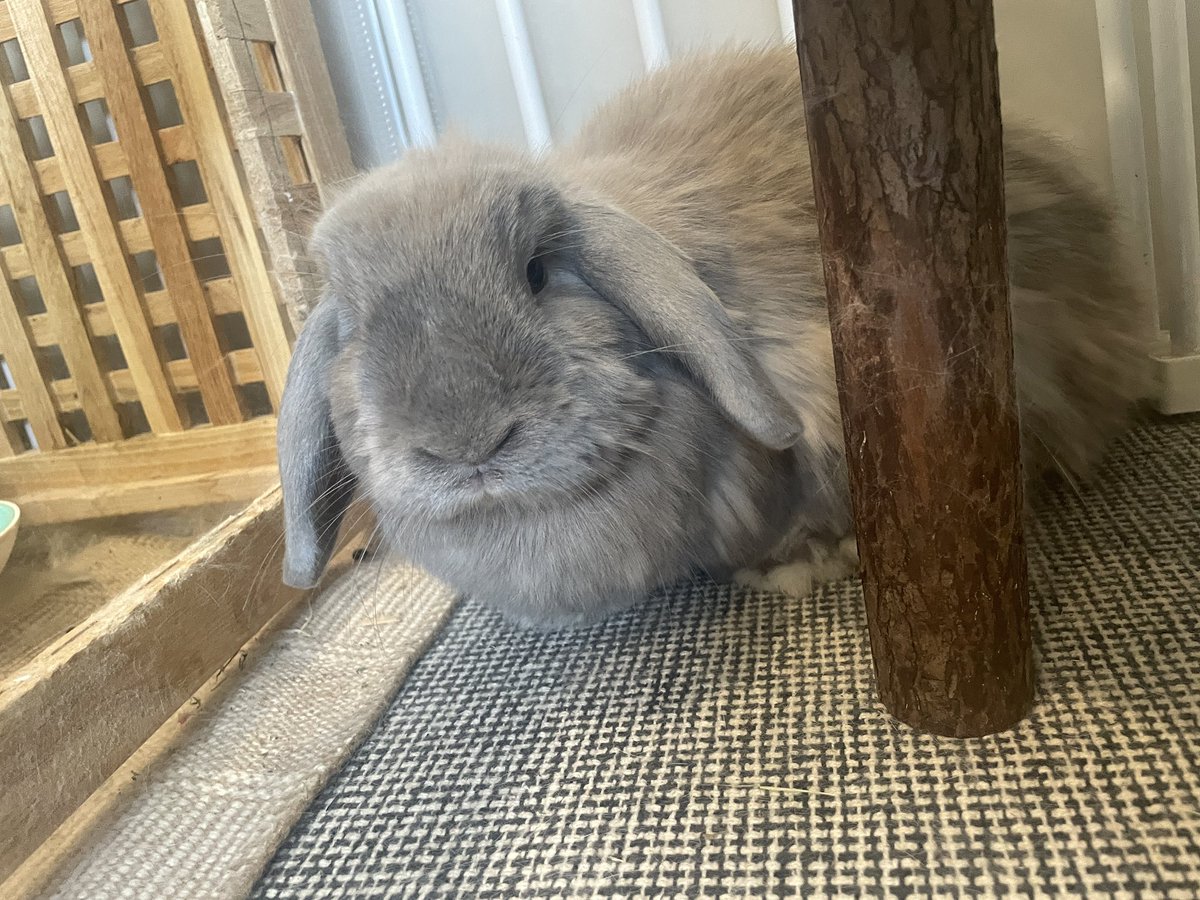luu_gl's tweet photo. 新物种—刺猬兔 #rabbit https://t.co/gmYCLbX9PB
