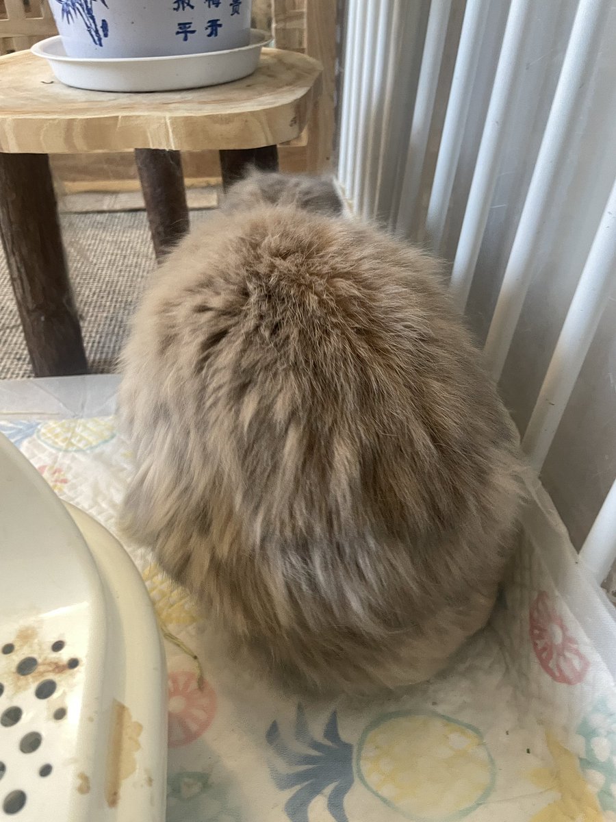 luu_gl's tweet photo. 新物种—刺猬兔 #rabbit https://t.co/gmYCLbX9PB