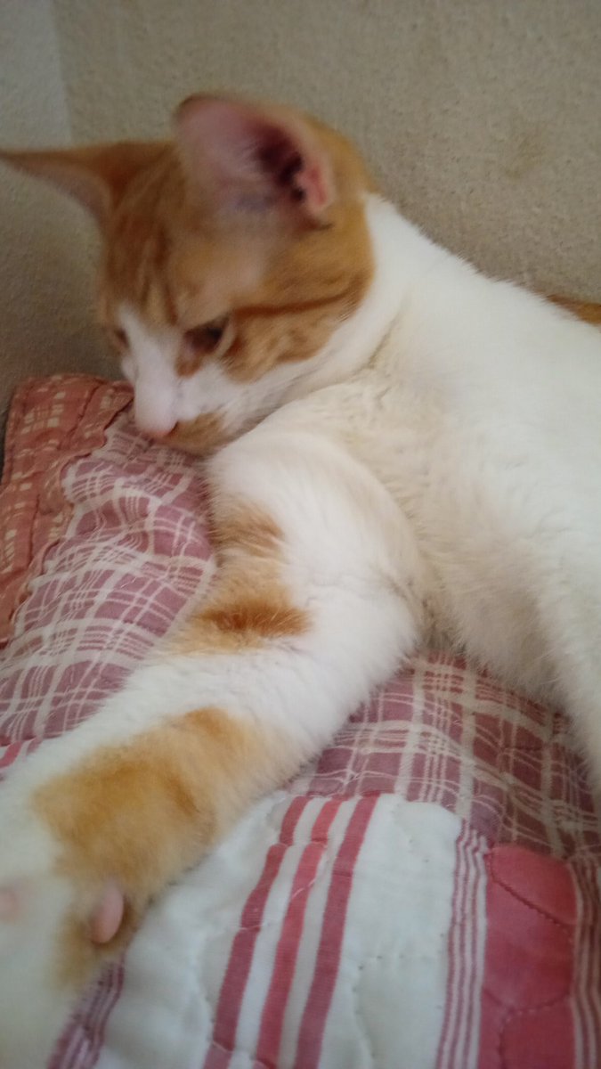 sussusamo's tweet photo. Meudeus meu gatineo é mt fofo https://t.co/zfUimxkpEm
