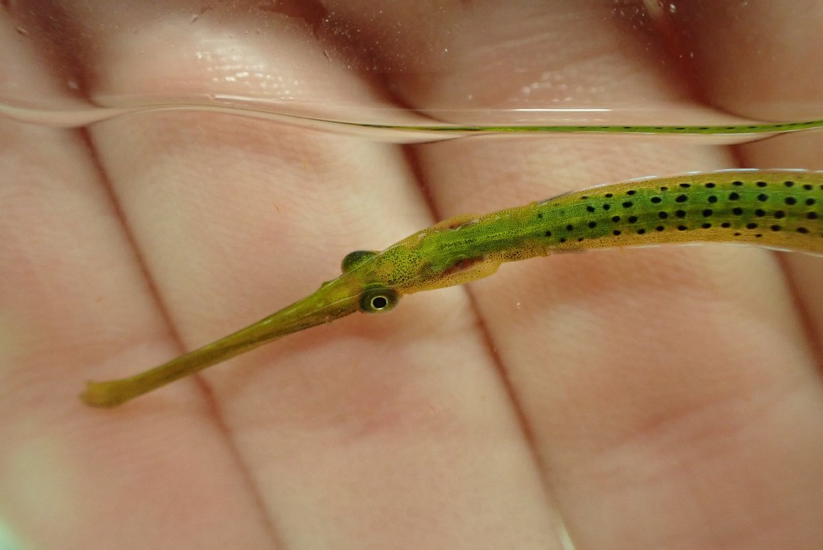 EmilyRBeasley's tweet photo. @JimStudiesFish Happy birthday 🥳 I'll take any excuse to feature my lovely little noodles in the genus Stigmatopora 🐟 (S. argus, S. macropterygia, and S. nigra) https://t.co/uHRUIUMMG8
