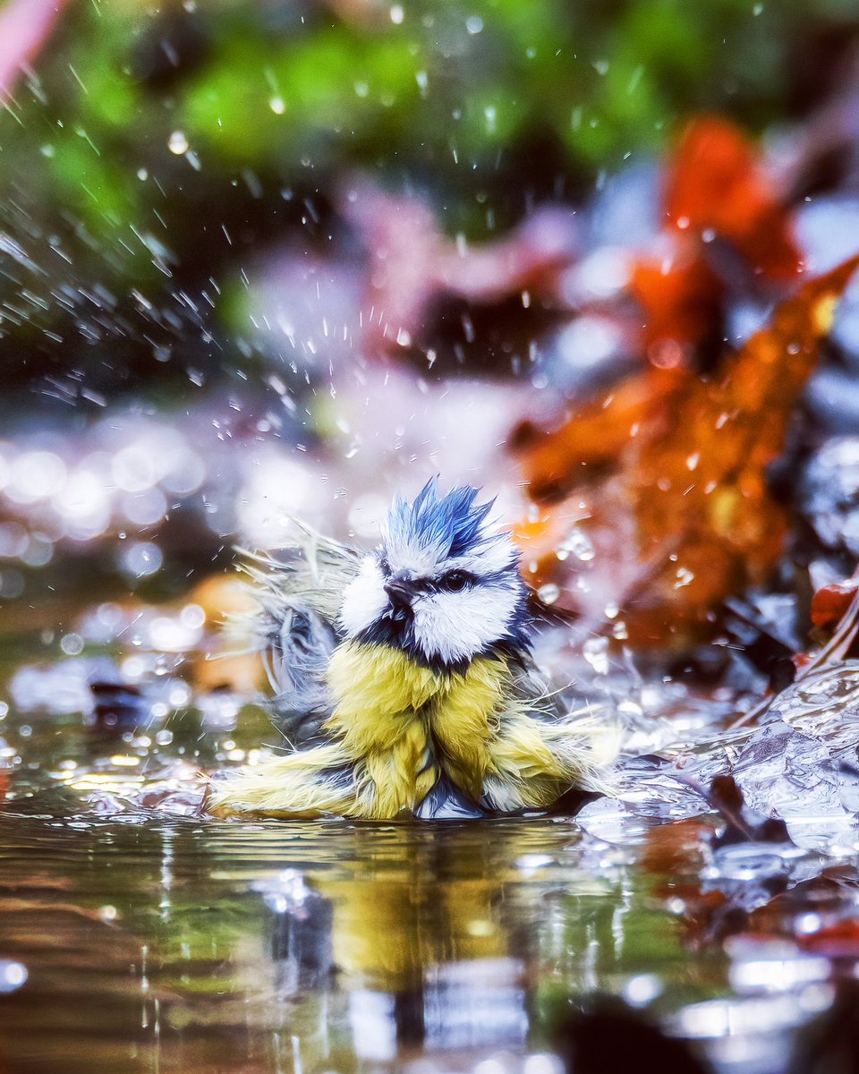 BartBoswachter's tweet photo. Nog even mijn haar doen en dan kunnen we er weer fris en fruitig tegenaan! #pimpelmees #inbad #natuurfotografie https://t.co/mywTkcJqCl
