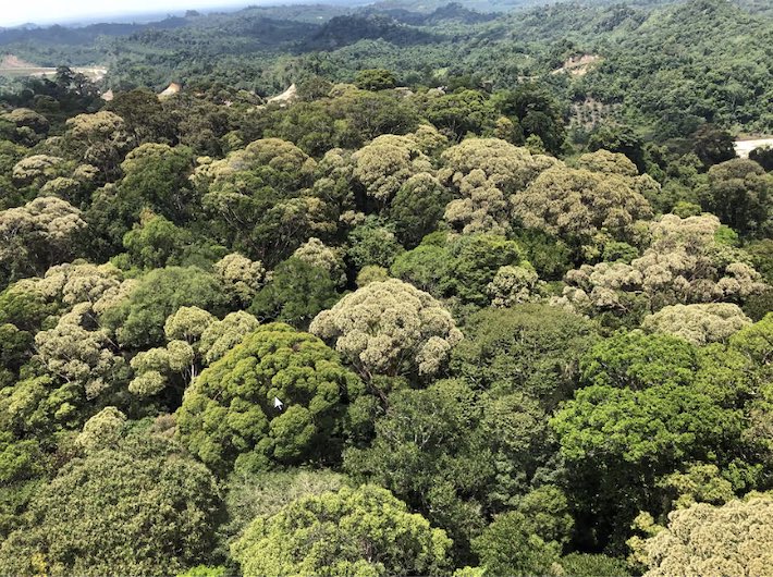 meaai4thought's tweet photo. High resolution remote sensing can be used to detect and monitor flowering events in rainforests. Study by @tomoaki_miura monitors #general_flowering at Lambir National Park after a dry spell and cold temp. trigger. #NREMseminar https://t.co/eXxb6RFiWt https://t.co/Wnuat9o2hb