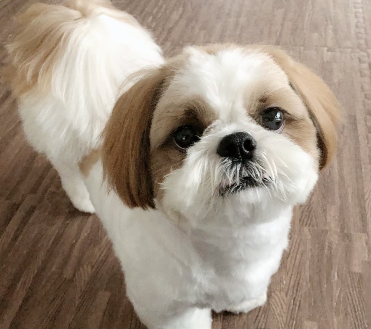ac_knk's tweet photo. くぅも元気🐶 https://t.co/nbkAANd4tb