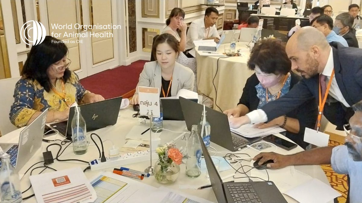 WOAH_Asia's tweet photo. #HappeningToday In Bangkok 🇹🇭, we are training participants representing 29 Members from the Asia-Pacific regions to upload data into ANIMUSE database.
#VeterinaryServices could share data globally through ANIMUSE on #AntiMicrobialUse (#AMU) in the field of #AnimalHealth. https://t.co/q7DbeQ3eWy