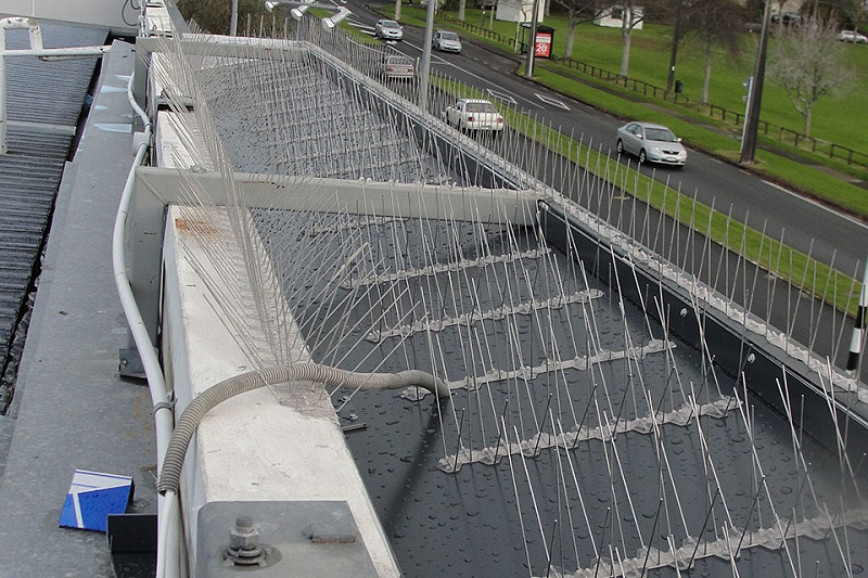Everything You Need To Know About Bird Proofing realtyww.info/blog/2023/01/3…