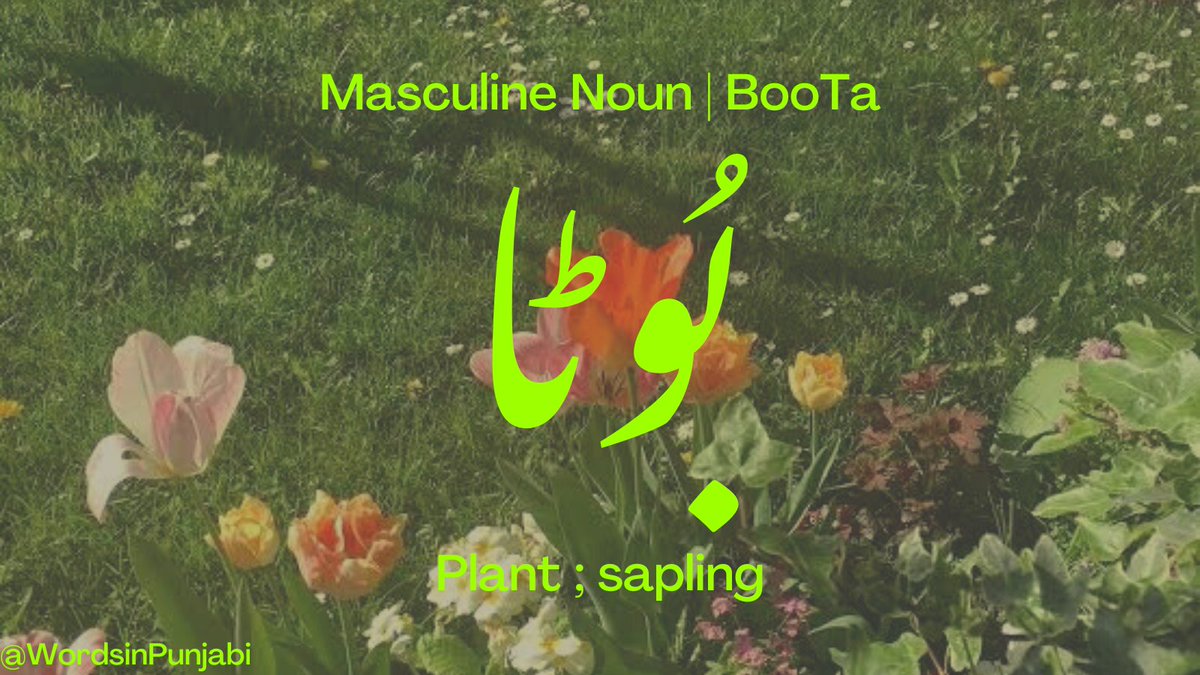 Words in Punjabi پَنجابی وِچ اَلفاظ on Twitter "'Plant' ; 'Sapling