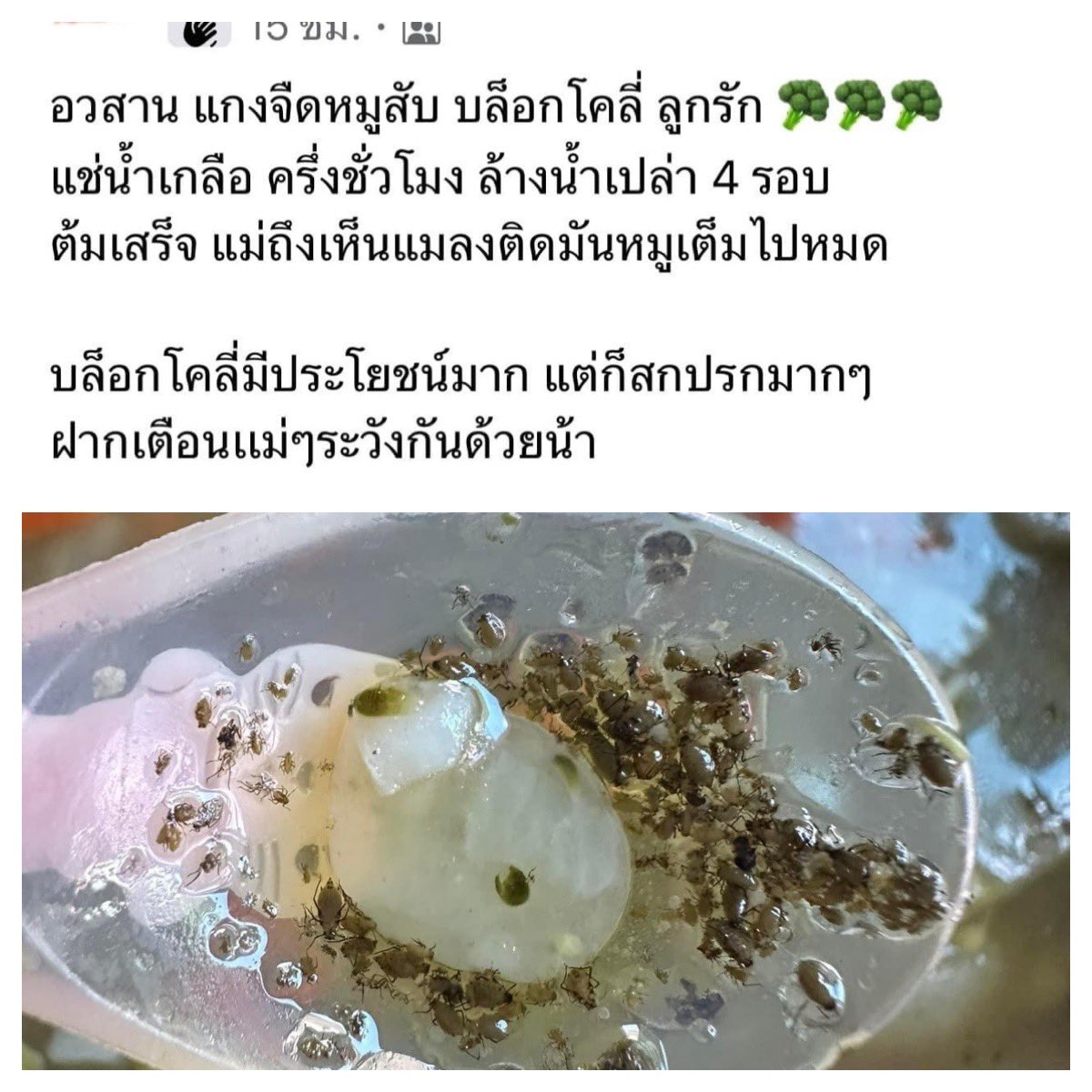 sorkorlao's tweet photo. บล็อคโคลี่ มีแมลงเยอะมากๆๆๆ 
ล้างให้สะอาดก่อนกินน้า https://t.co/02HIN2nzG7