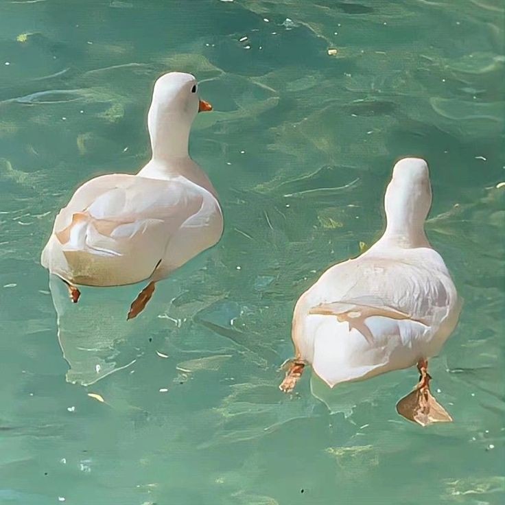 mycelticmoon's tweet photo. 🦆 https://t.co/cst9sKXjgL