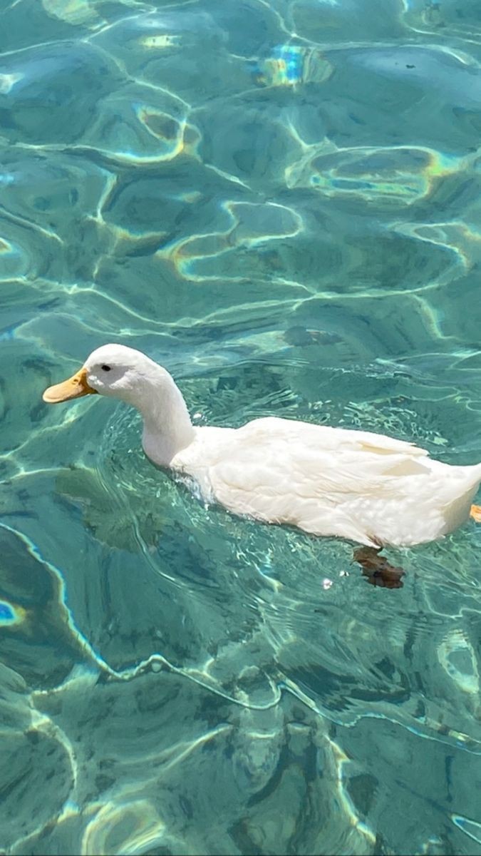 mycelticmoon's tweet photo. 🦆 https://t.co/cst9sKXjgL