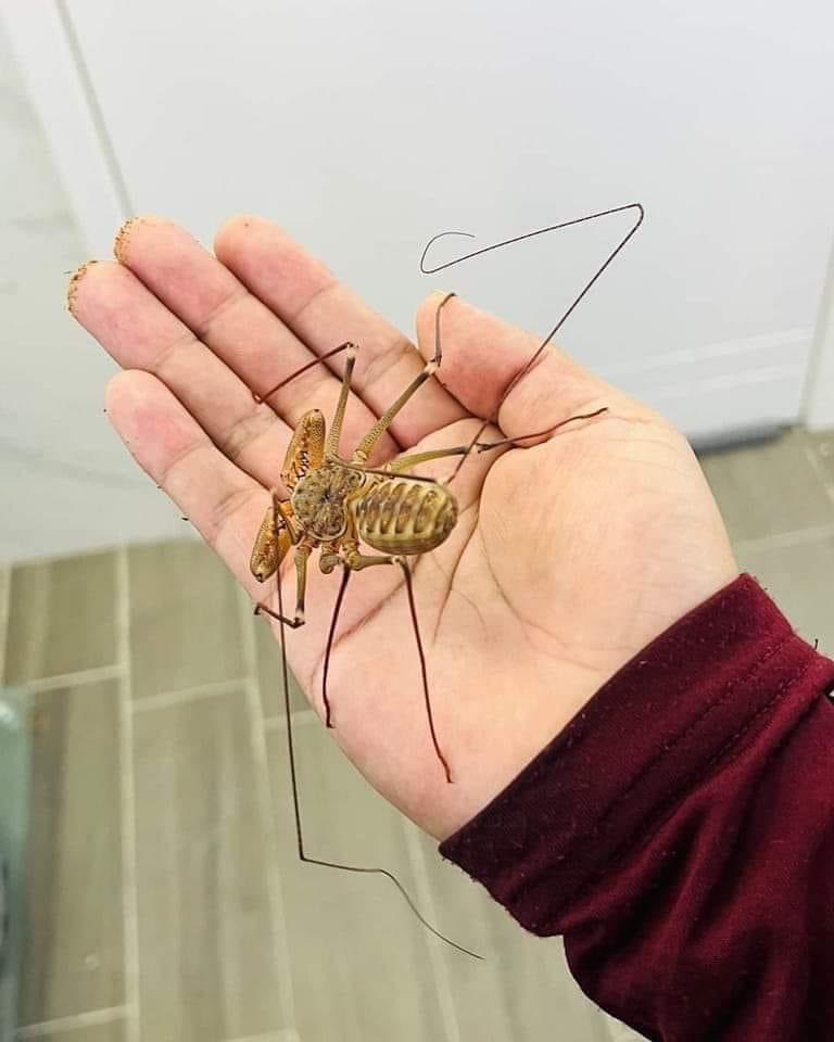 El miedo a lo desconocido.🕵️😶‍🌫️😱

No los mates, "la única diferencia entre el miedo y la belleza muchas veces es el conocimiento".💐🪴

Conocido como "araña látigo", araña rey son depredadores de especies que pueden ser plagas como cucarachas, grillos y chinches.

📸: Alan Steve