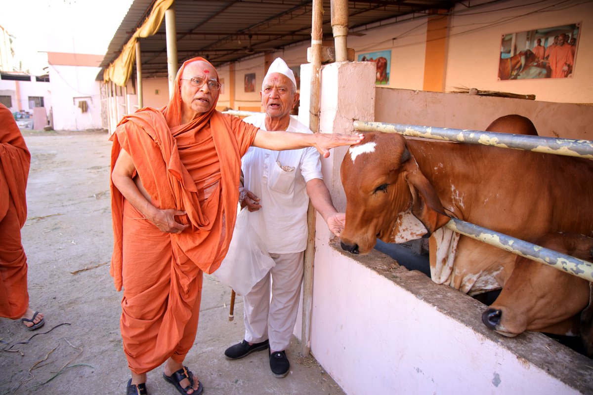 rajkotgurukul's tweet photo. ગુરુકુલ ગૌશાળાની મુલાકાત લેતા પૂ. ગુરુમહારાજ
.
.
#swaminarayan #rajkotgurukul #gaushala #cow #cowshed #cowsmakemehappy #photooftheday #cowslife #CowHugDay #saint #visit #gurumaharaj #rajkot #gujarat https://t.co/5wxlXEJ2eX