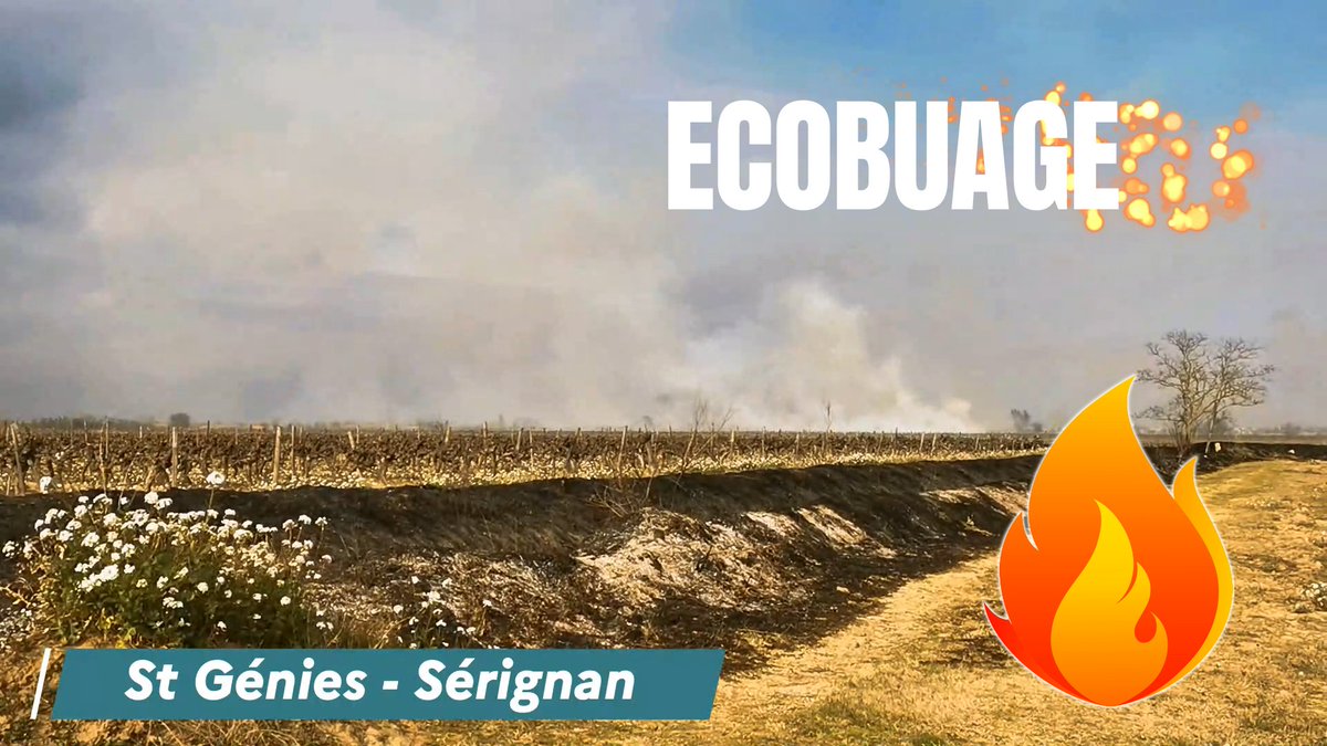 🔥🍇 Le brûlage dans le vignoble de Sérignan mobilise les sapeurs-pompiers, mais les écobuages sont-ils vraiment utiles? Ces pratiques peuvent avoir des conséquences néfastes sur la biodiversité. Il est temps de trouver des alternatives pour préserver notre planète! #biodiversité