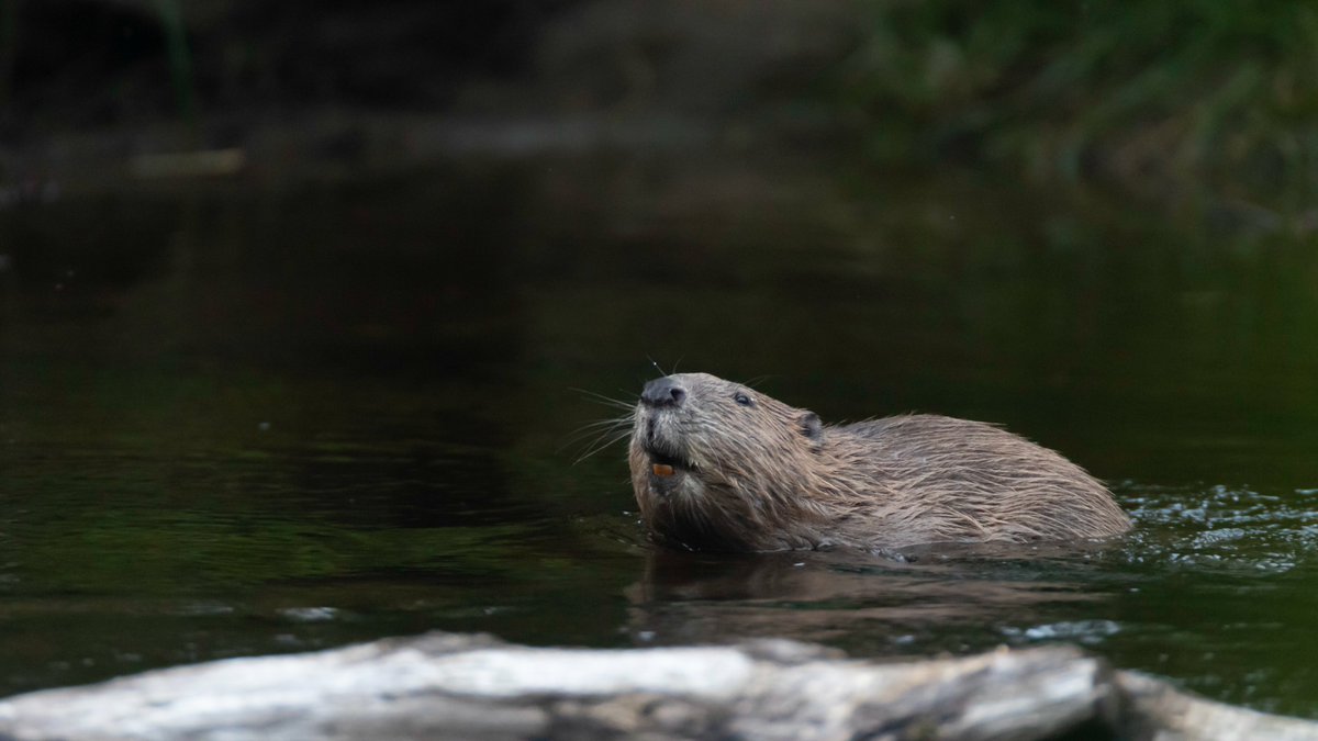 Channel 5 on Twitter: "RT @S_KingWild: Beavers and their fantastic