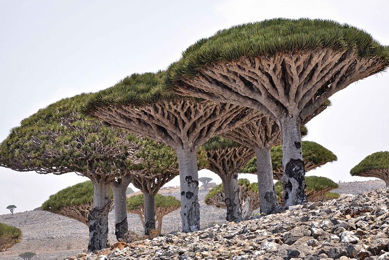samrujlok's tweet photo. #เกาะต้นไม้ประหลาด เกาะโซโครตรา (Socotra Island) ประเทศเยเมน เป็นเกาะที่เกิดจากการปะทุของภูเขาไฟในเขตทะเลอะราเบียน ขึ้นชื่อเรื่องต้นไม้รูปร่างแปลก มีทั้งพันธุ์ไม้เฉพาะถิ่นและพันธุ์ไม้โ��ราณยุคดึกดำบรรพ์ที่หายาก เช่น ต้นเลือดมังกร  และ Bulbous Bottle Tree
https://t.co/1UbkMWz4Et https://t.co/4SPxu8XWA7