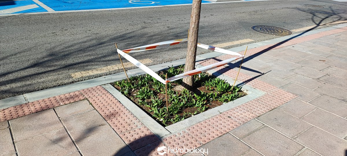 Y mientras, en otras calles de Rivas se hicieron siembras de otoño para ayudarnos a controlar las plagas del arbolado emergentes en primavera.
¿No os parece buena idea?

📸 Rivas - Vaciamadrid

#alcorquesvivos #renaturalizacionurbana #infraestructuraverde #arboladourbano