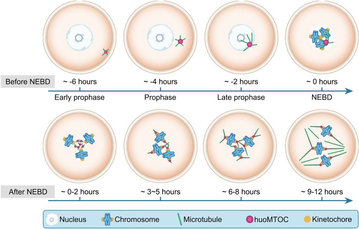 GPharmatech's tweet image. @FudanUniv scientists recently discovered that huoMTOC (Human Oocyte Microtubule Organizing Center), a unique structure responsible for microtubule aggregation, exists in human oocytes. lnkd.in/gAH9Z7fd

#celldivision #centrosome #labmouse #spindleapparatus