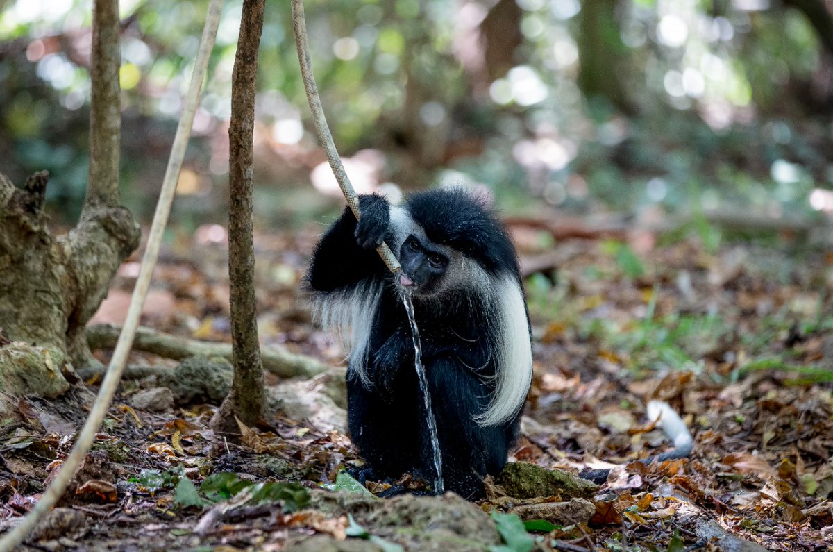 coastguidekenya's tweet photo. #ThursdayRead - Biking for Education. 
As the Cruise for the Colobus runs its fourth edition on Saturday, 25th February 2023. We featured this unique fundraising project that aims to improve conservation education efforts. Read more about the article here:
https://t.co/jvI8jDTRUa https://t.co/DGIX7Gvx6r