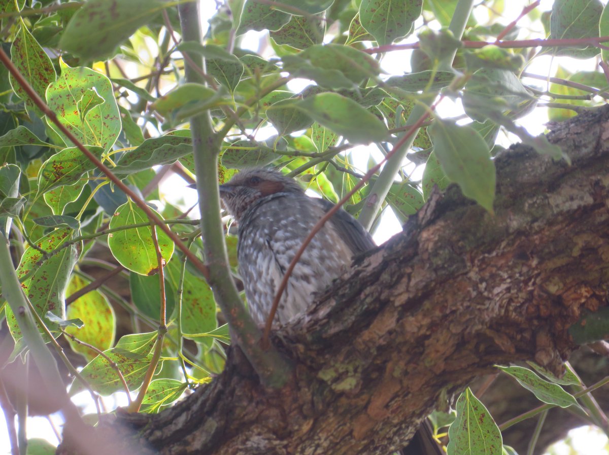 sunkemim_bird's tweet photo. ヒヨドリさん🐥隠れていたのね見つけちゃった(笑)
#ヒヨドリ #鳥 #野鳥 #野鳥観察 #canon #SX720HS #カメラ初心者 #バードウォッチング #散歩 #鳥大好き #野鳥見守り隊 #keming https://t.co/4PvTV80RBT