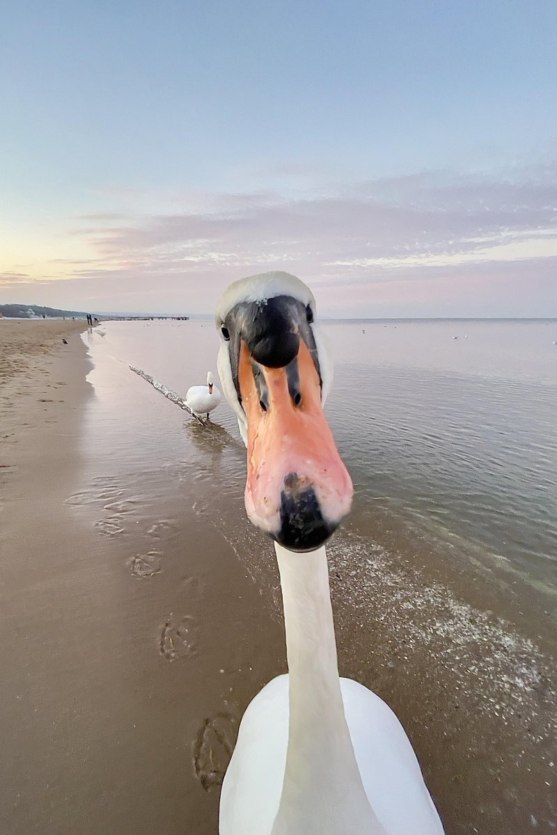 Łabędź na plaży w Brzeźnie.